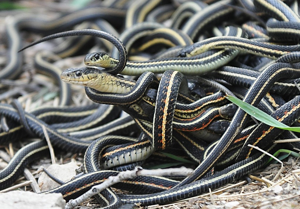 Mating_ball_of_garter_snakes